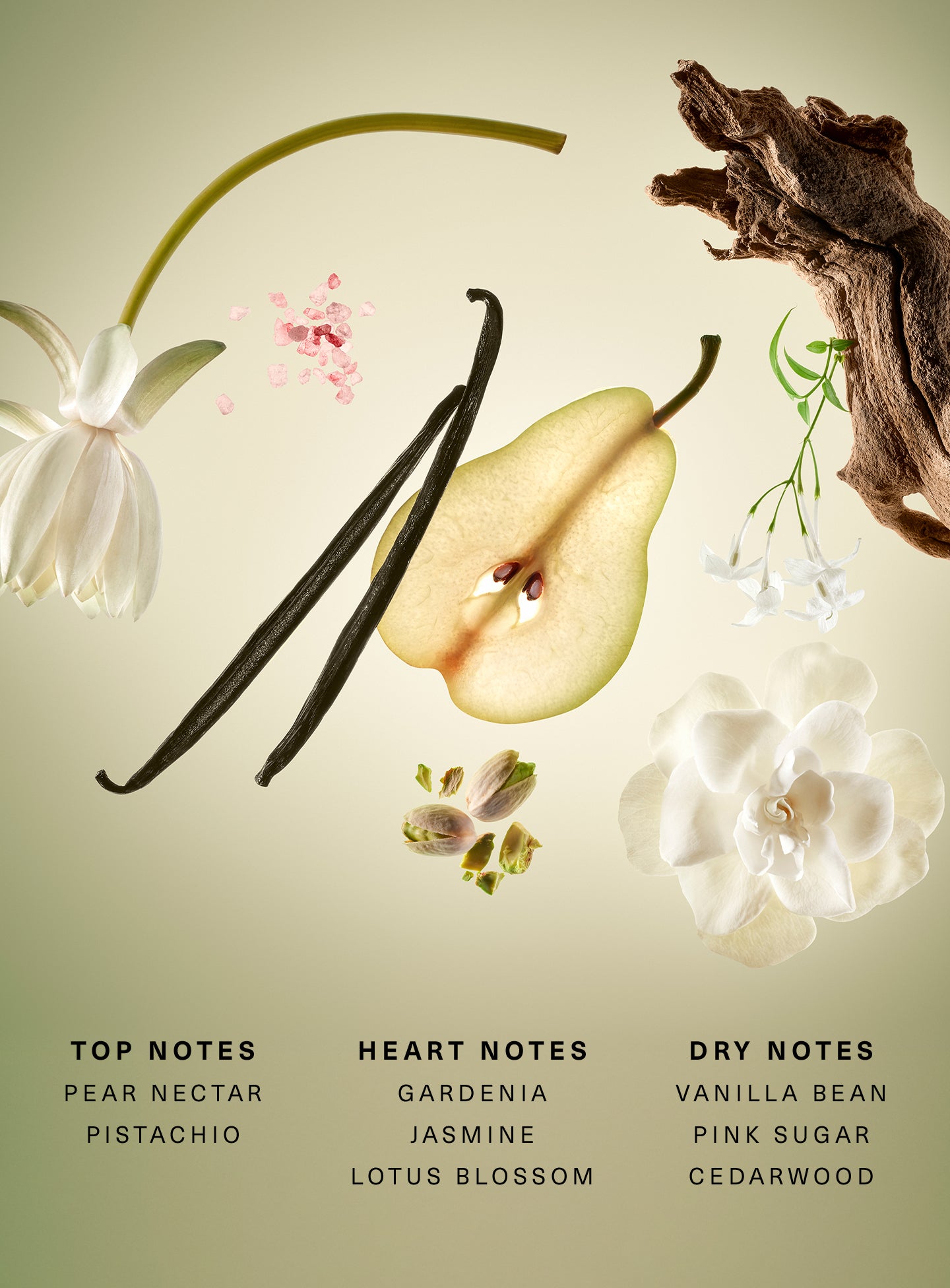 STYLIZED-RARE-BEGINNINGS-EDP-FRAGRANCE-NOTES_0213b001-6a6f-42f9-8c30-2ca8d59dbf28.jpg